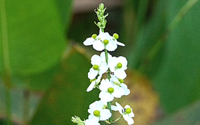 Genotoxic/Mutagenic impurity free extra pure Synthetic Pipronal